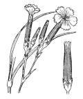 Nom original: Dianthus caryophyllus (n°489)