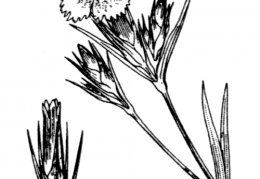 Nom original: Dianthus seguieri (n°493)