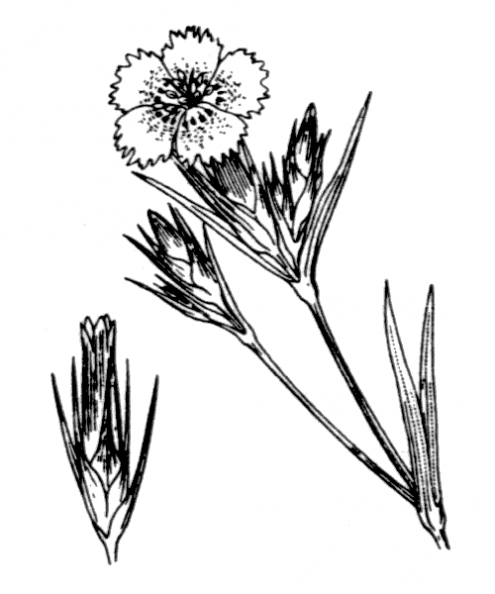 coste_0493.png