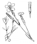 Nom original: Dianthus deltoides (n°500)