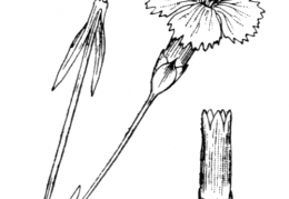 Nom original: Dianthus caesius (n°501)