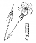 Nom original: Dianthus caesius (n°501)
