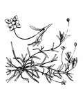 Nom original: Sagina procumbens (n°504)