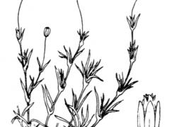Nom original: Sagina repens (n°508)