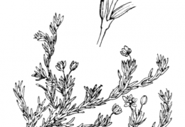 Nom original: Alsine cherleri (n°518)