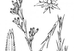 Nom original: Alsine fasciculata (n°520)
