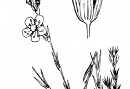 Nom original: Alsine laricifolia (n°523)