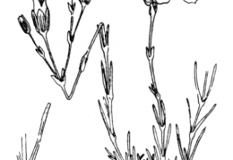 Nom original: Alsine liniflora (n°524)