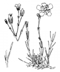 Nom original: Alsine liniflora (n°524)