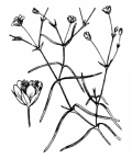 Nom original: Moehringia muscosa (n°530)