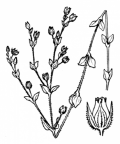 Nom original: Arenaria serpyllifolia (n°539)