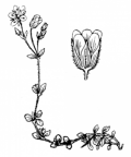 Nom original: Arenaria ciliata (n°546)
