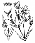 Nom original: Stellaria holostea (n°552)
