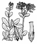 Nom original: Cerastium glomeratum (n°561)