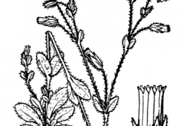 Nom original: Cerastium brachypetalum (n°562)