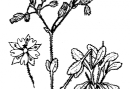 Nom original: Cerastium semidecandrum (n°563)