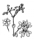 Nom original: Cerastium semidecandrum (n°563)