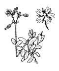 Nom original: Cerastium pumilum (n°564)