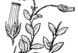 Nom original: Cerastium latifolium (n°570)