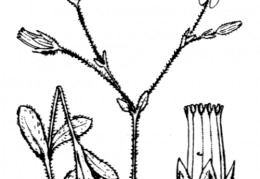 Nom original: Cerastium alpinum (n°571)