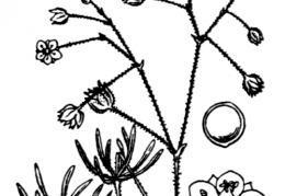Nom original: Spergula arvensis (n°575)