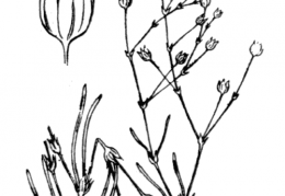 Nom original: Spergularia segetalis (n°578)