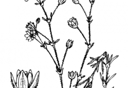 Nom original: Spergularia longipes (n°585)