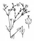 Nom original: Linum catharticum (n°600)