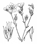 Nom original: Linum tenuifolium (n°603)