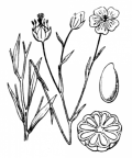 Nom original: Linum usitatissimum (n°607)