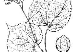 Nom original: Tilia parvifolia (n°611)