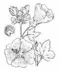 Nom original: Malva alcea (n°614)