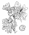 Nom original: Malva moschata (n°615)