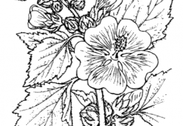 Nom original: Althaea officinalis (n°627)
