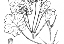 Nom original: Geranium lucidum (n°633)