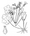 Nom original: Geranium lucidum (n°633)