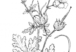 Nom original: Geranium lanuginosum (n°635)