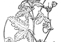 Nom original: Geranium divaricatum (n°636)