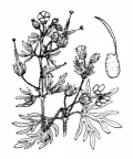 Nom original: Geranium dissectum (n°638)