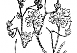 Nom original: Geranium molle (n°640)