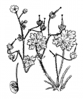 Nom original: Geranium molle (n°640)