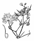 Nom original: Geranium pusillum (n°641)