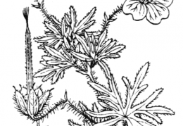 Nom original: Geranium sanguineum (n°644)