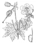 Nom original: Geranium pratense (n°647)