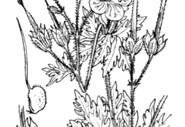 Nom original: Geranium sylvaticum (n°648)