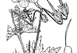 Nom original: Geranium palustre (n°653)