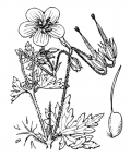 Nom original: Geranium palustre (n°653)