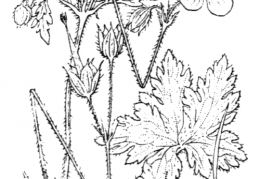 Nom original: Geranium endressii (n°654)