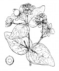 Nom original: Androsaemum officinale (n°669)