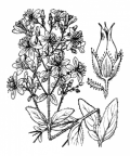 Nom original: Hypericum hirsutum (n°673)